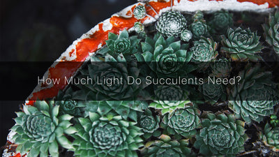 How Much Light Do Succulents Need | Groplanner Tips