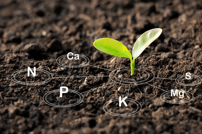 Step 4B: Nutrients, continued: The Importance of Root pH