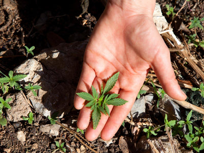 Step 5: Get Your Cannabis Plants (& Choose Your Strain)